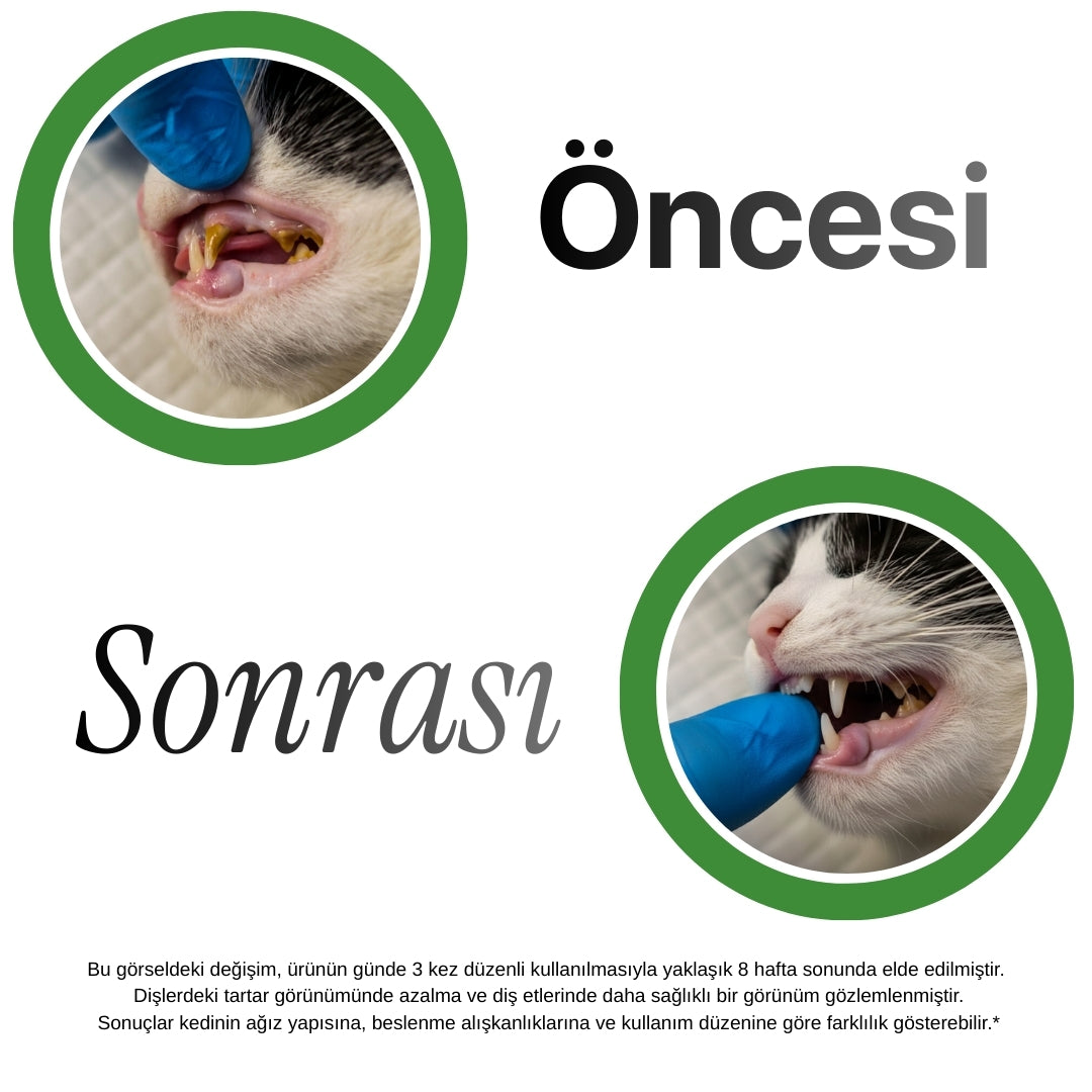 Kedi diş taşı öncesi sonrası doğal dental sticks kullanımı sonucu