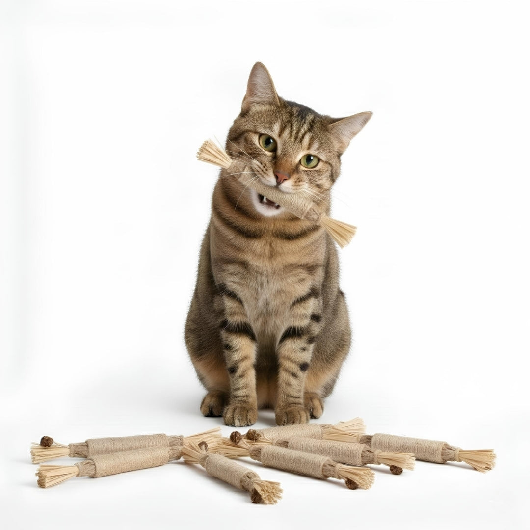 Kediler için doğal dental sticks ile diş temizliği ve ağız bakımı